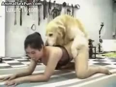 Asian honey trying a dog s wang
